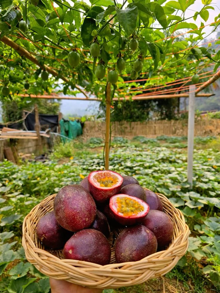 Markisa di Dahan