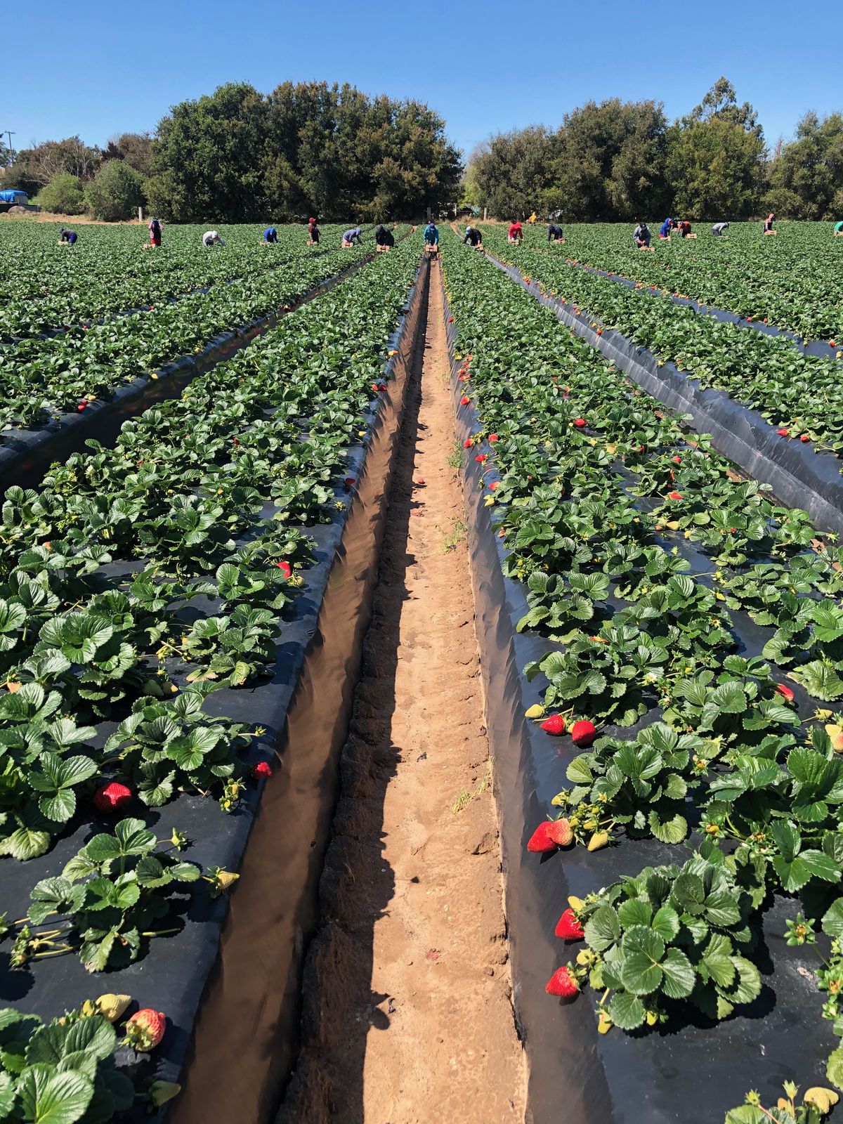 Kebun Strawberry