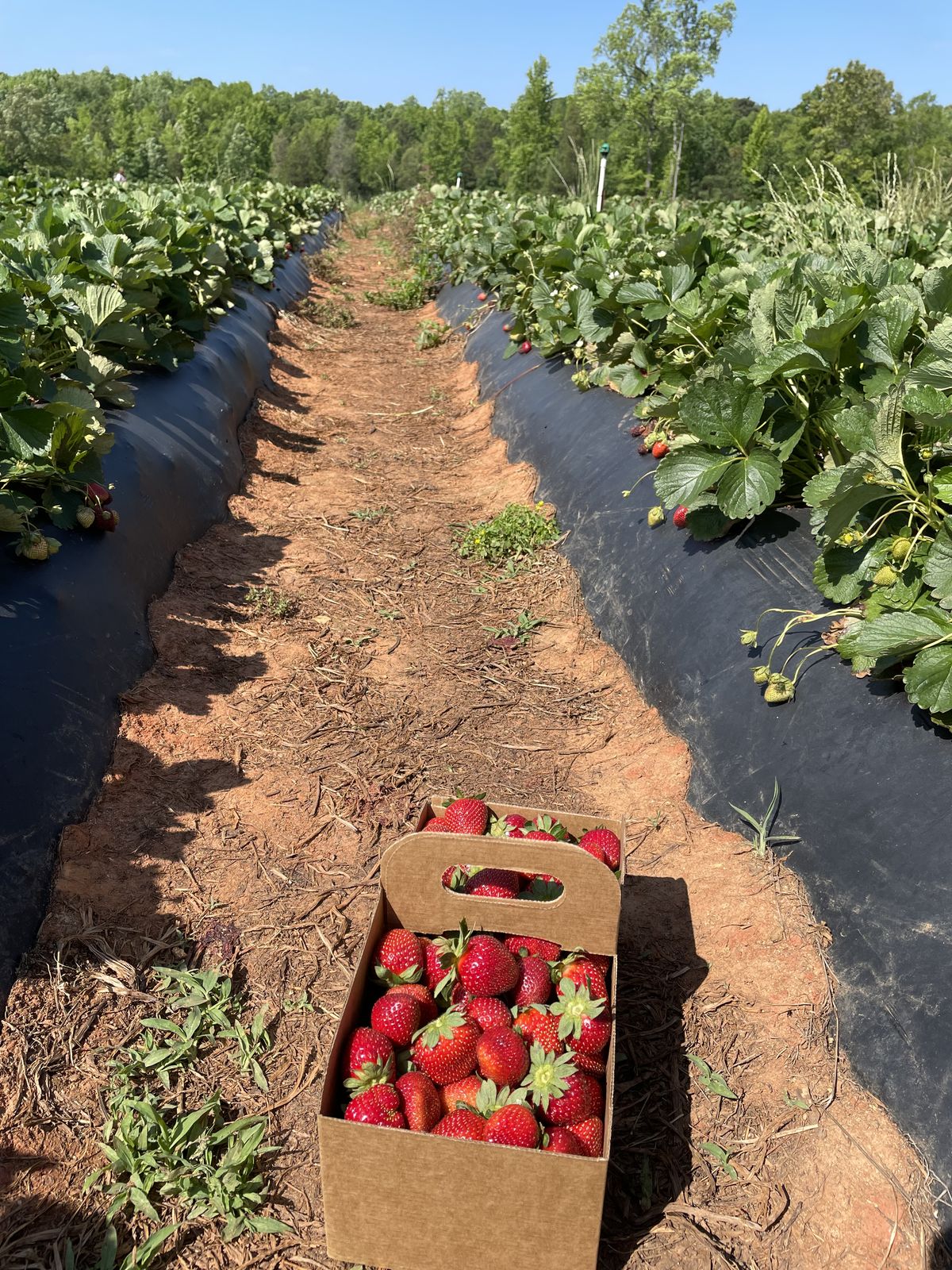 Strawberry Segar