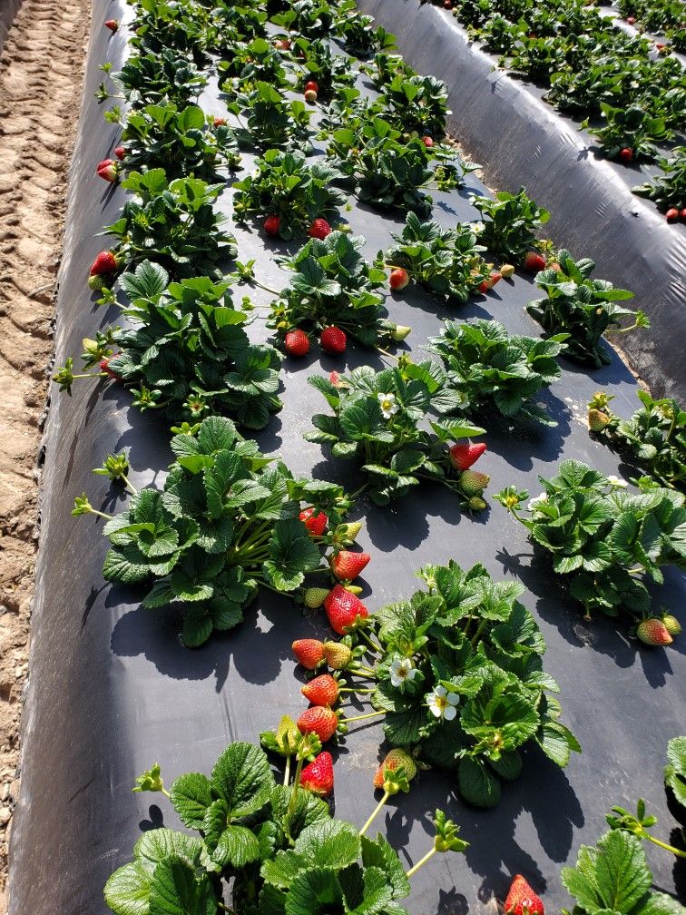 Mangkuk Strawberry