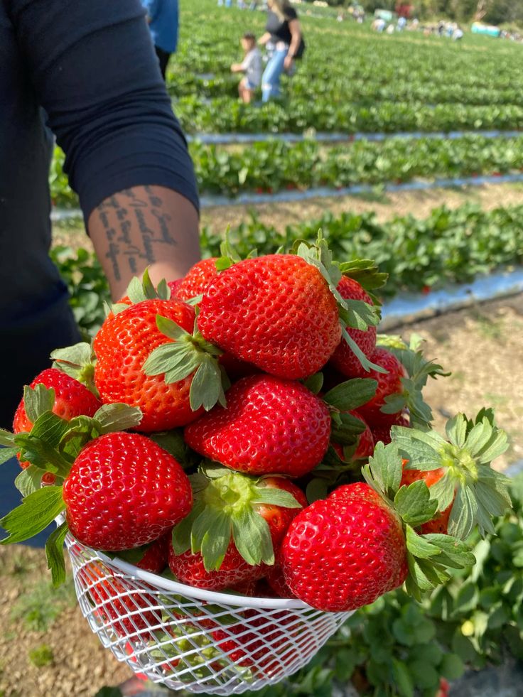 Detail Strawberry