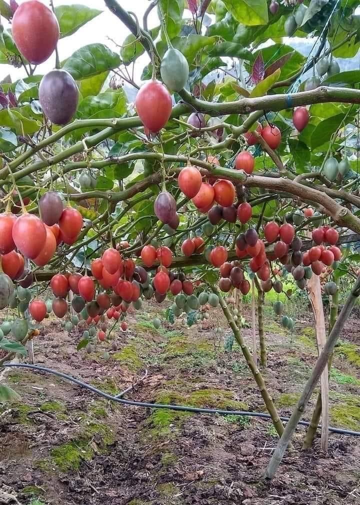 Terong Belanda Matang